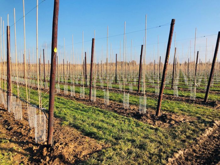 Plantage Goatham 2019